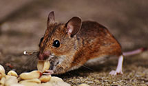 24 Hour & Emergency Exterminators in Shatley Springs, NC